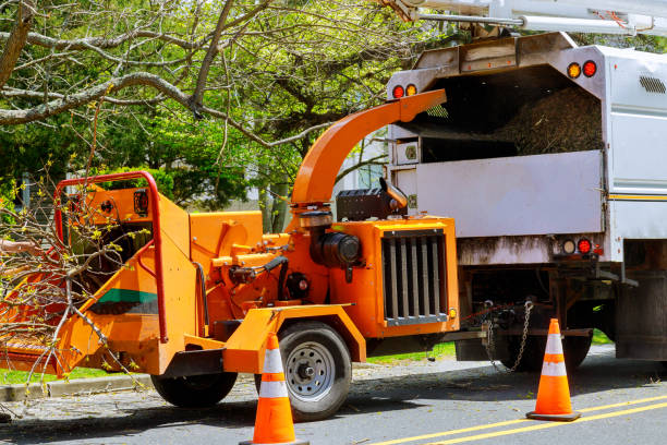 Best Stump Grinding Near Me  in Cambridge, MD